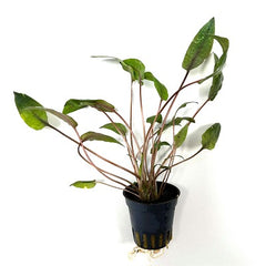 Cryptocoryne purpurea in pot