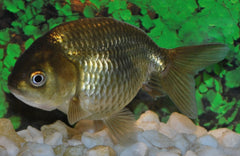 Sluier Ranchu Bruin (CAR. AUR. RANCHU BROWN 5/6)