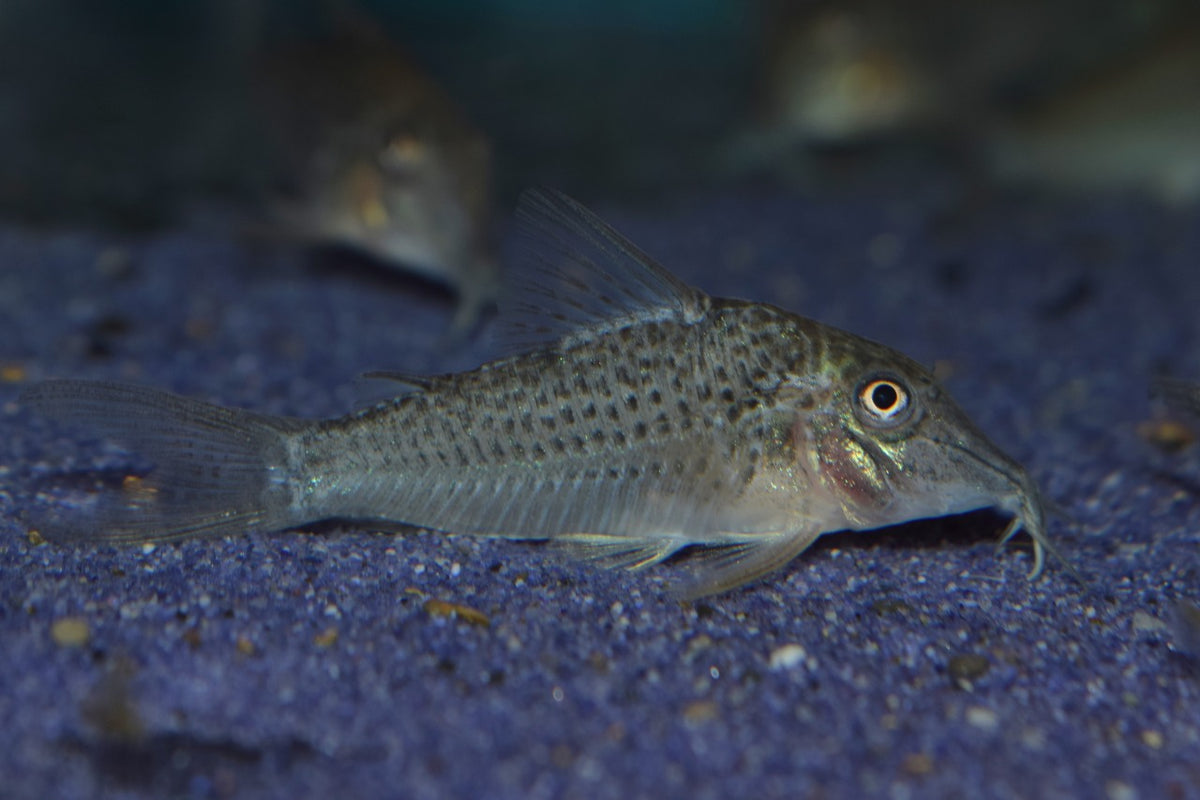 Pantsermeerval Cervinus (CORYDORAS CERVINUS M)