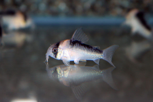 Pantsermeerval Duplicareus (CORYDORAS DUPLICAREUS S/M)