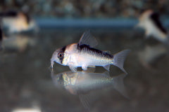 Pantsermeerval Duplicareus (CORYDORAS DUPLICAREUS S/M)