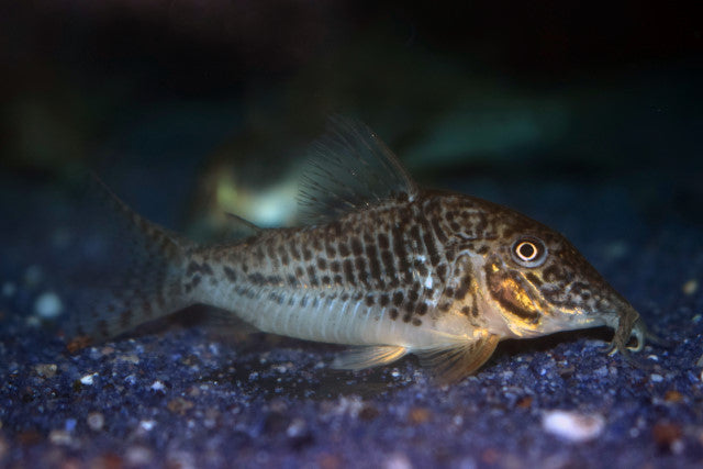 Pantsermeerval Sarareensis (CORYDORAS SARAREENSIS L)