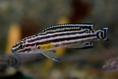 Tanganyika Vierstreepcichlide (JULIDOCHROMIS REGANI M)