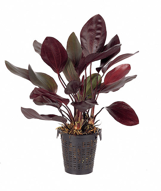 Echinodorus 'Aflame' (R) - Xl (Echinodorus 'Aflame' (r) - XL)