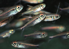 Tetra Eschwartzae (HYPHESSOBRYCON ESCHWARTZAE M)