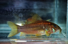 Pantsermeerval Peru Rood (CORYDORAS AENEUS PERU RED L)