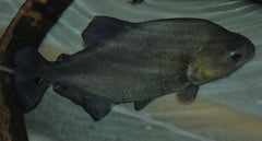 Zwarte Piranha (SERRASALMUS RHOMBEUS M/L)