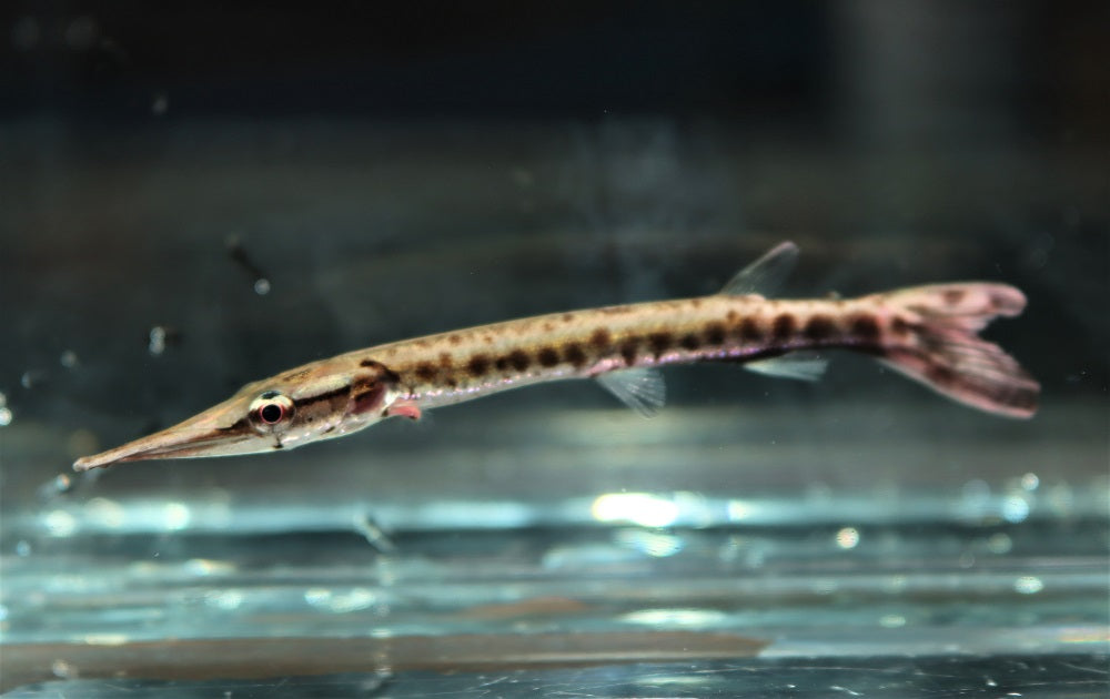 Snoekzalm Cuvieri (BOULENGERELLA CUVIERI PERU S)