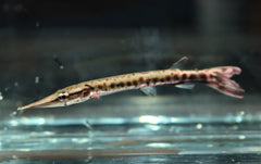 Snoekzalm Cuvieri (BOULENGERELLA CUVIERI PERU S)