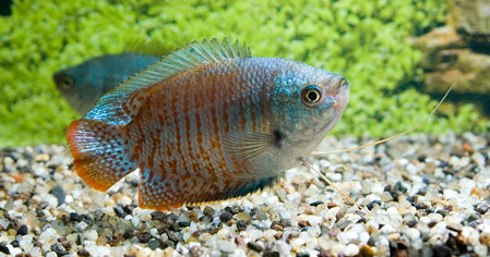 Dwerggoerami Neon Man (TRICHOGASTER LALIUS NEON MALE L)