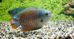 Dwerggoerami Neon Man (TRICHOGASTER LALIUS NEON MALE L)