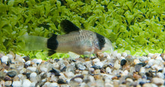 Panda Pantsermeerval (CORYDORAS PANDA M)