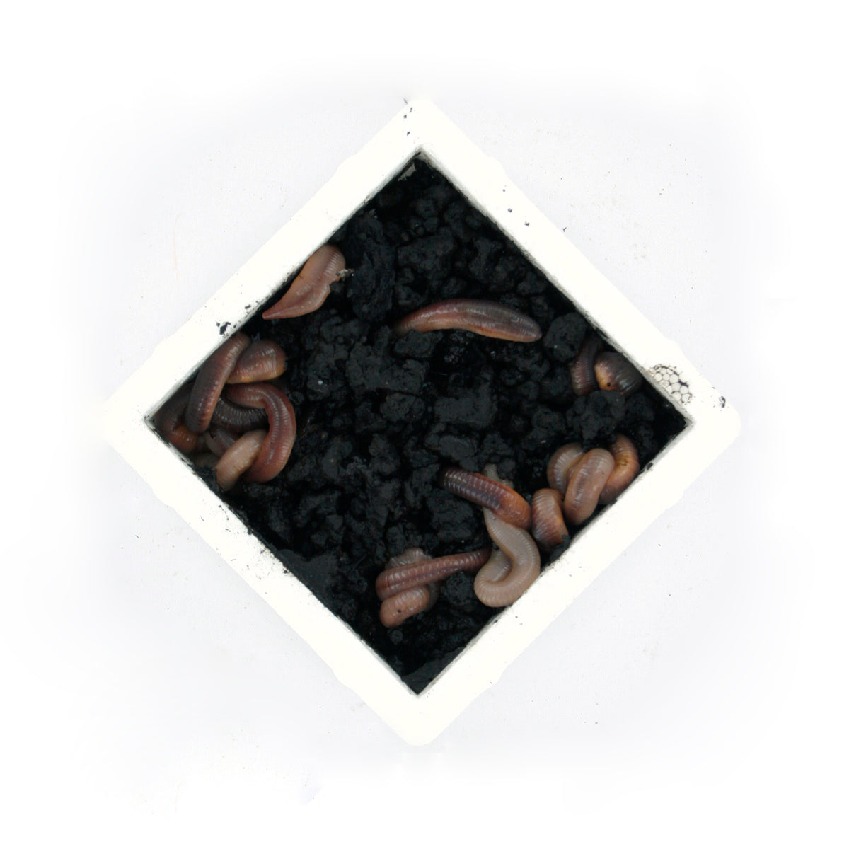 Dauwpieren Groot (10 Stuks) (LUMBRICUS TERRESTRIS/ DAUWWORM  (10 PCS))