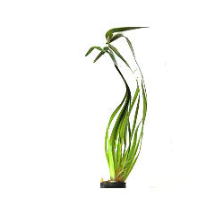 Vallisneria Gigantea Rubra In Terracotta (Vallisneria gigantea rubra in terracotta)