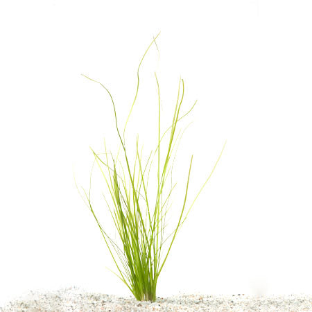 Vallisneria Spiralis In Terracotta (Vallisneria spiralis in terracotta)