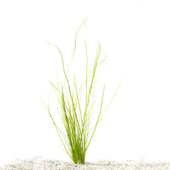 Vallisneria Spiralis In Terracotta (Vallisneria spiralis in terracotta)