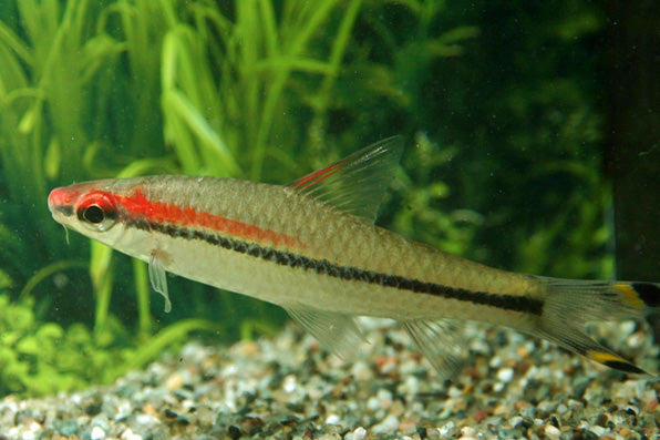Torpedo Barbeel (SAHYADRIA DENISONII XL)
