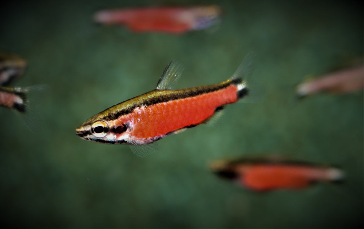 Dwergpotloodvisje Cenepa (NANNOSTOMUS CENEPA M)