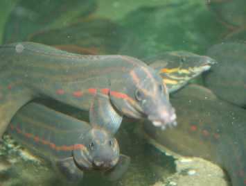 Vuuraal (MASTACEMBELUS ERYTHROTAENIA S/M)