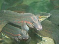 Vuuraal (MASTACEMBELUS ERYTHROTAENIA S/M)
