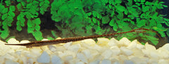 Naaldmeerval Platorynchus (FARLOWELLA PLATORYNCHUS XL)