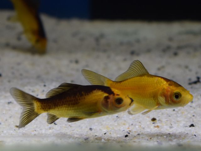 Goudvis Geel/Zwart (CAR. AURATUS YELLOW/BLACK 4/7)