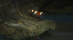 Red Panda Garnaal (CARIDINA CANTONENSIS RED PANDA M)