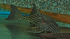 L330 Watermelon Pleco (L330 PANAQUE NIGROLIN. LAURAFABIANAE SHO XL)