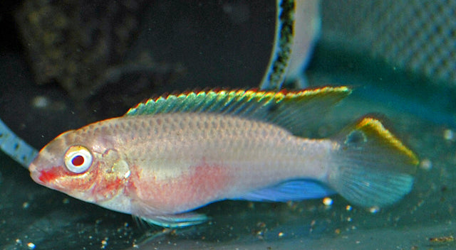 Kersenbuikcichlide Albino (PELVICACHROMIS PULCHER ALBINO M)