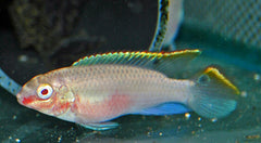 Kersenbuikcichlide Albino (PELVICACHROMIS PULCHER ALBINO M)