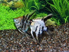 Maanvis Koi Diamant (P. SCALARE KOI DIAMOND M)
