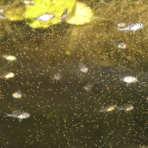 JBL ArtemioSet compleet   op = op