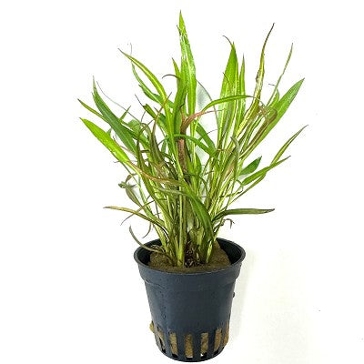 Cryptocoryne pink panther in pot