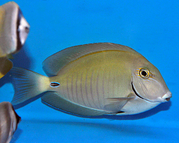 Acanthurus chirurgus