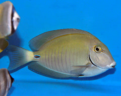 Acanthurus chirurgus