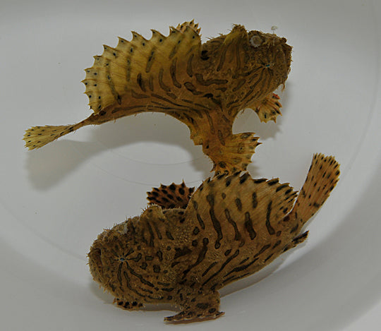 Antennarius hispidus