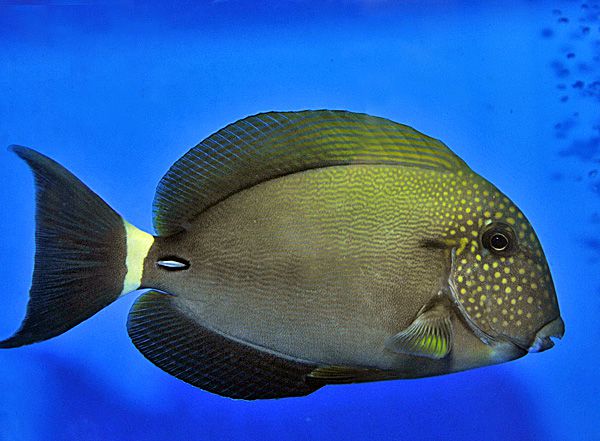 Acanthurus maculiceps