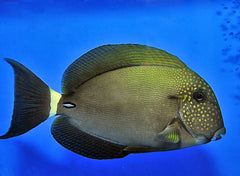Acanthurus maculiceps
