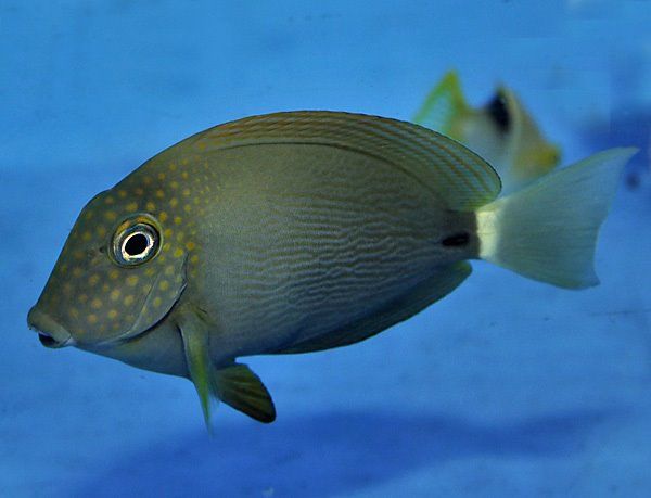 Acanthurus maculiceps