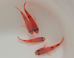 Apogon maculatus