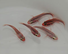 Apogon spp.