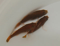 Fowleria isostigma