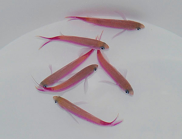 Luzonichthys waitei