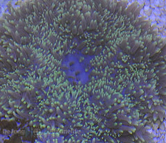 Heteractis aurora (Green)