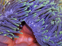 Heteractis magnifica