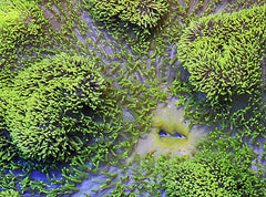 Stichodactyla spp. (Green)