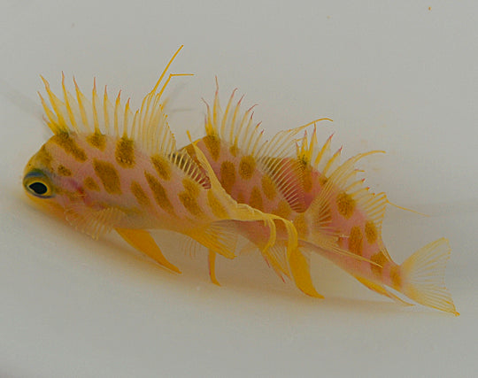 Odontanthias borbonius