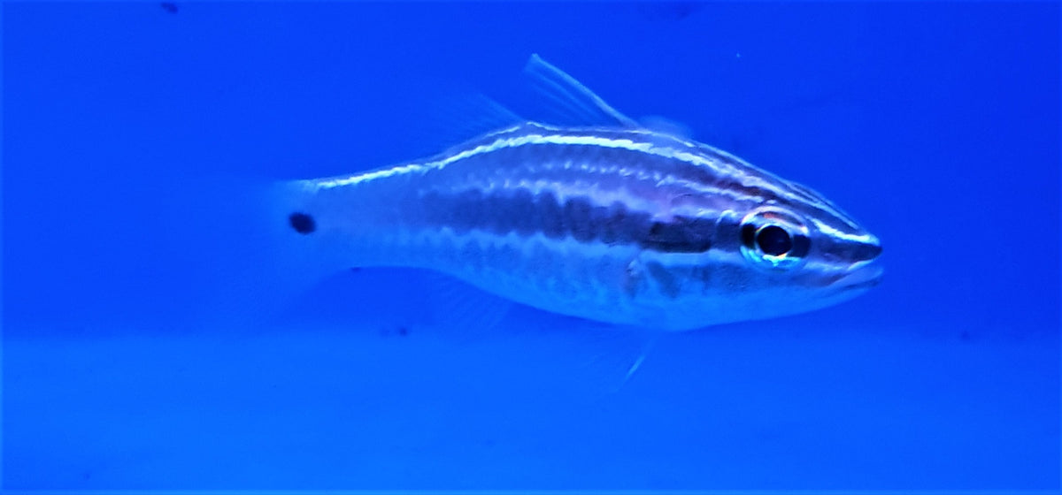 Ostorhinchus hartzfeldii