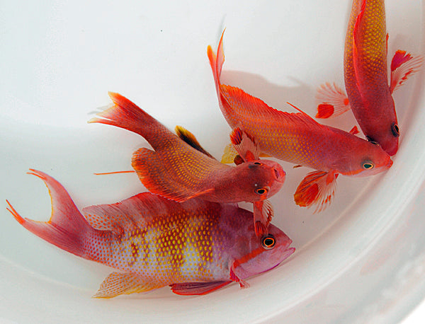 Pseudanthias squamipinnis (male)