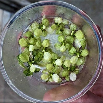 Anubias snow white in vitro cup
